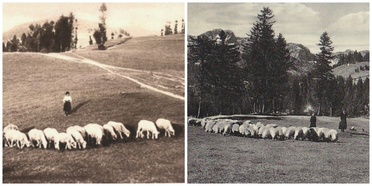 Metohija Cakor Stada