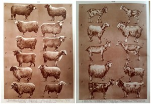 Ovce i Koze Sveznanje