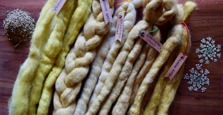 Various shades of yellow, obtained when wool is dyed in weld (katančica), alkanet (volovski jezik), Queen Annes Lace (divlja mrkva)