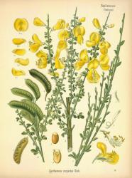 Spanish broom, žukva or brnistra, from a 19th century German herbarium